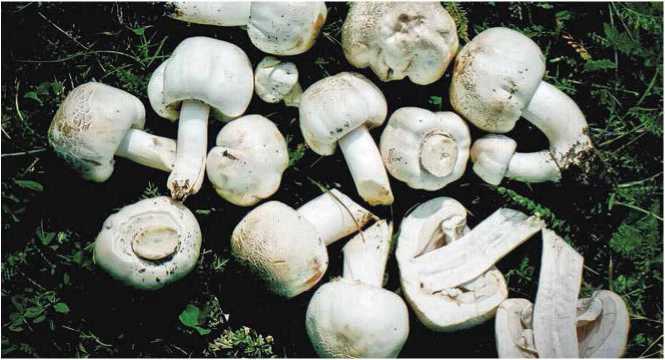 Малоизвестные съедобные грибы - i_061.jpg