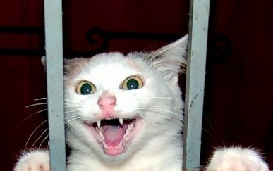 Кис-кис-кис-kiss me... (СИ) - _13.jpg