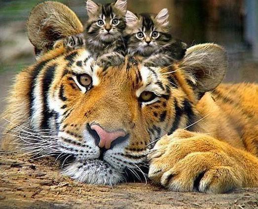 Кис-кис-кис-kiss me... (СИ) - _45.jpg