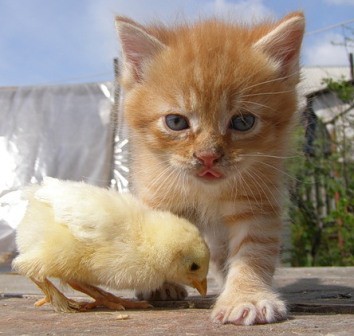 Кис-кис-кис-kiss me... (СИ) - _12.jpg