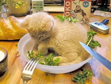 Кис-кис-кис-kiss me... (СИ) - _18.jpg