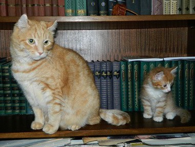 Кис-кис-кис-kiss me... (СИ) - _19.jpg