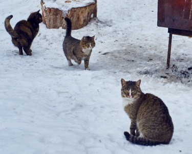 Кис-кис-кис-kiss me... (СИ) - _40.jpg