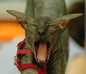 Кис-кис-кис-kiss me... (СИ) - _5.jpg