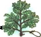 Ключ-трава - i_014.jpg