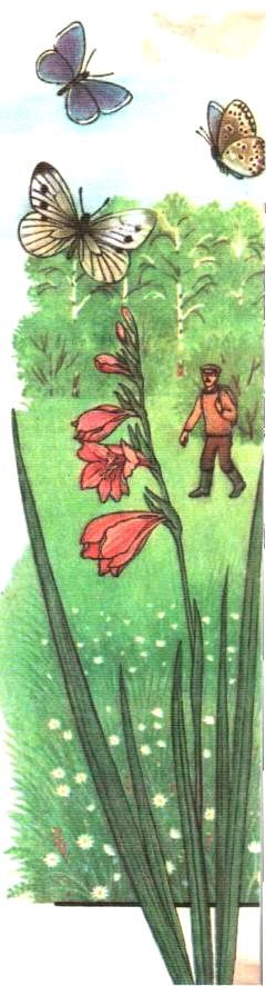 Ключ-трава - i_025.jpg