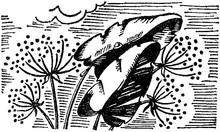 День впереди, день позади - _2.jpg