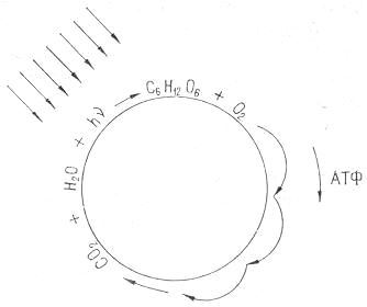 Энергия и жизнь - i_008.jpg