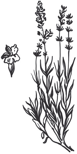 Выращиваем лекарственные и пряные травы на участке, балконе, подоконнике. Советы по посадке, сбору и применению - i_019.jpg