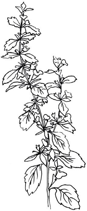 Выращиваем лекарственные и пряные травы на участке, балконе, подоконнике. Советы по посадке, сбору и применению - i_023.jpg