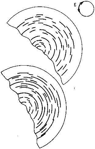 Азбука рисунков природы - i_070.png