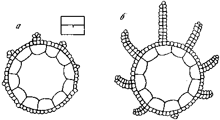 Азбука рисунков природы - i_142.png