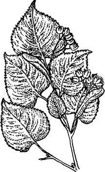 Аптека в лесу - _11.jpg