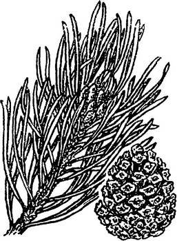 Аптека в лесу - _12.jpg