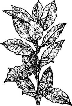 Аптека в лесу - _13.jpg