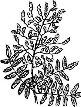 Аптека в лесу - _15.jpg