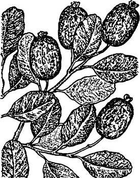 Аптека в лесу - _17.jpg