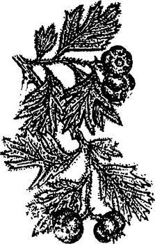 Аптека в лесу - _27.jpg