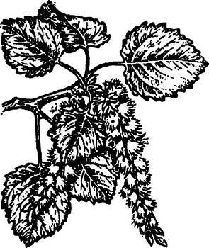 Аптека в лесу - _31.jpg