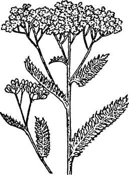 Аптека в лесу - _45.jpg