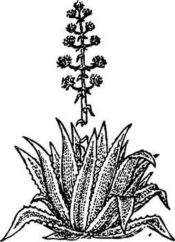 Аптека в лесу - _54.jpg