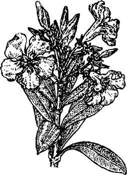 Аптека в лесу - _58.jpg