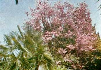 Аптека в лесу - _65.jpg