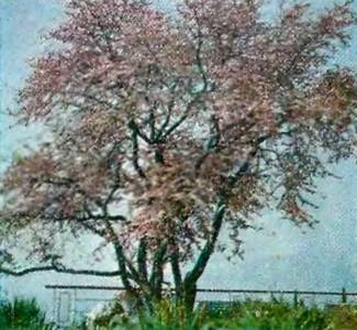 Аптека в лесу - _66.jpg