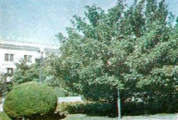 Аптека в лесу - _67.jpg