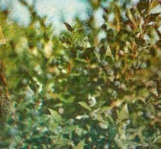 Аптека в лесу - _70.jpg