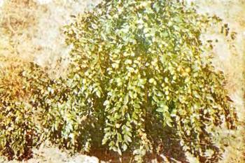 Аптека в лесу - _71.jpg