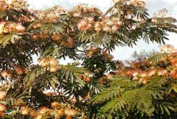 Аптека в лесу - _73.jpg