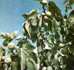 Аптека в лесу - _74.jpg