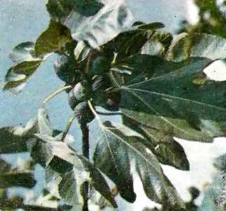 Аптека в лесу - _76.jpg