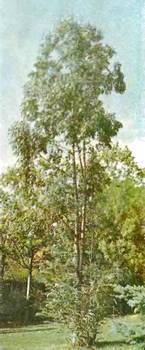 Аптека в лесу - _78.jpg