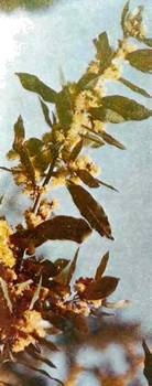 Аптека в лесу - _79.jpg