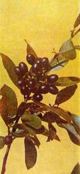 Аптека в лесу - _80.jpg