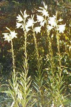 Аптека в лесу - _81.jpg