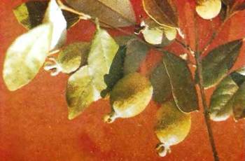 Аптека в лесу - _82.jpg