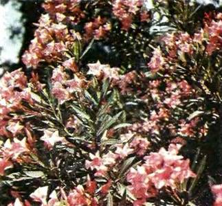 Аптека в лесу - _83.jpg