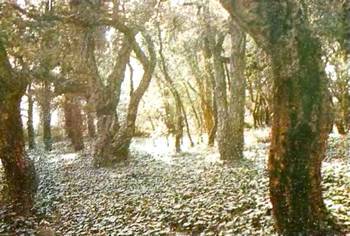 Аптека в лесу - _84.jpg