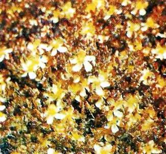 Аптека в лесу - _85.jpg