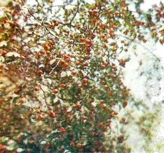 Аптека в лесу - _87.jpg