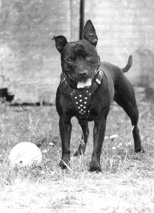 Абсолютное послушание - i_004.jpg