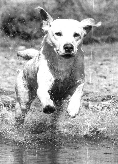 Абсолютное послушание - i_016.jpg