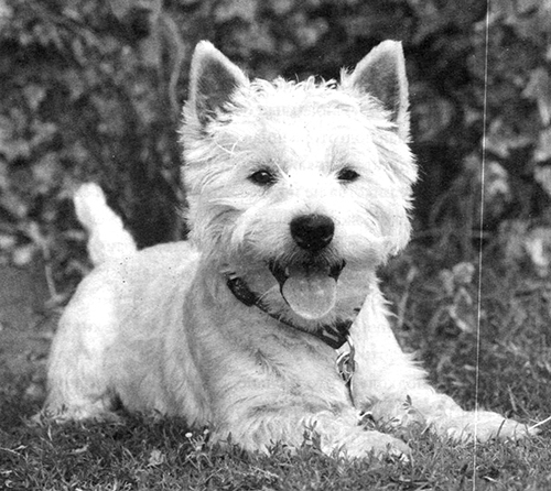 Абсолютное послушание - i_018.jpg