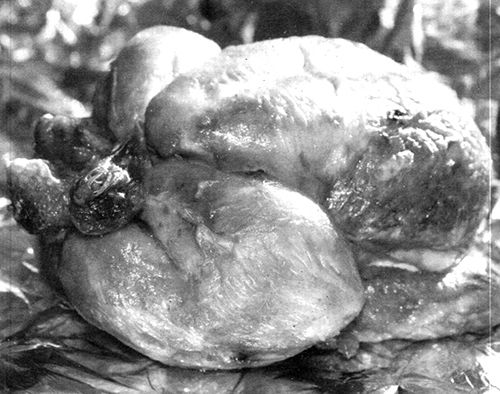 Абсолютное послушание - i_021.jpg