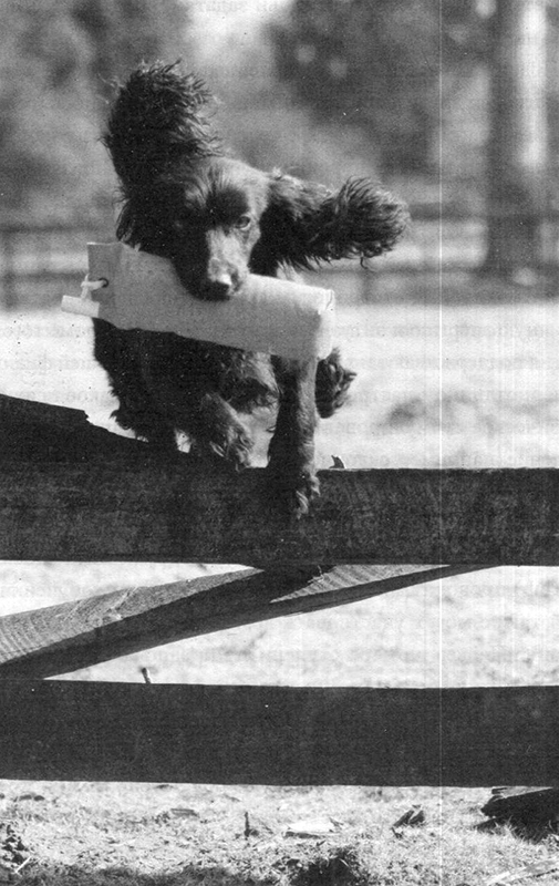 Абсолютное послушание - i_026.jpg