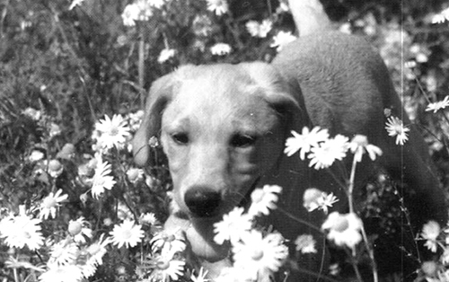 Абсолютное послушание - i_027.jpg