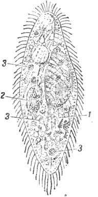 Мир живой и неживой - i_003.jpg